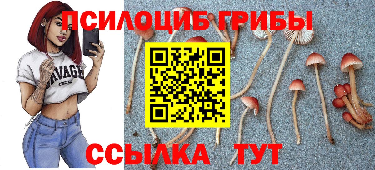 Галлюциногенные грибы Psilocybe Кудымкар
